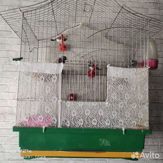 Зебровые амадины