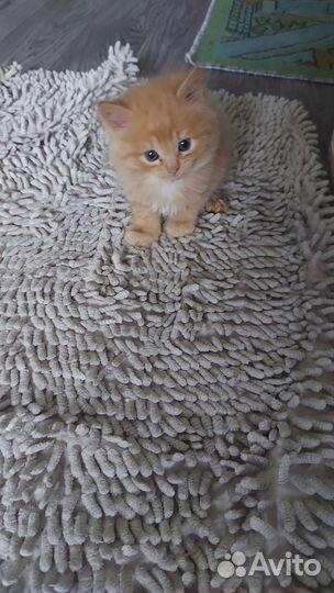 Шотландский прямоухий котенок