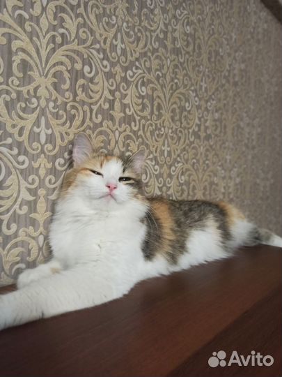 Кошки в добрые руки