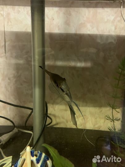 Аквариумные рыбки