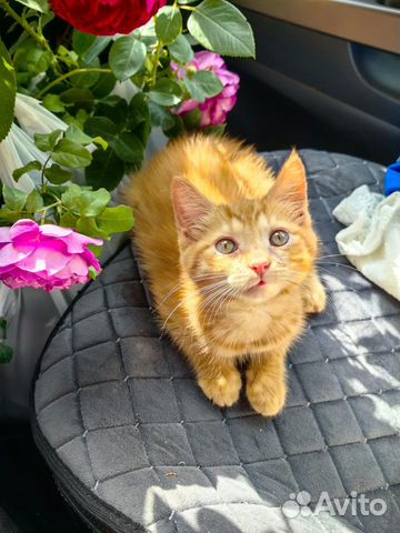 Котенок сибирской кошки объявление продам