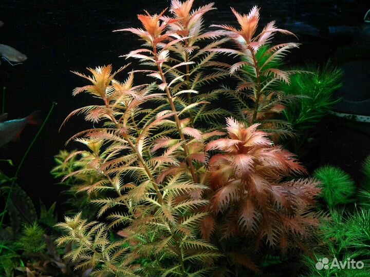 Аквариумные растения