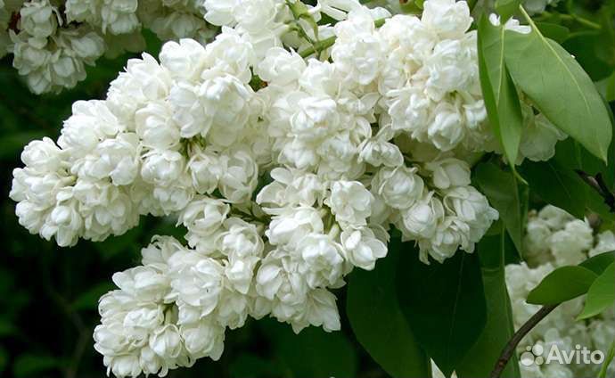 Сирень памяти Колесникова