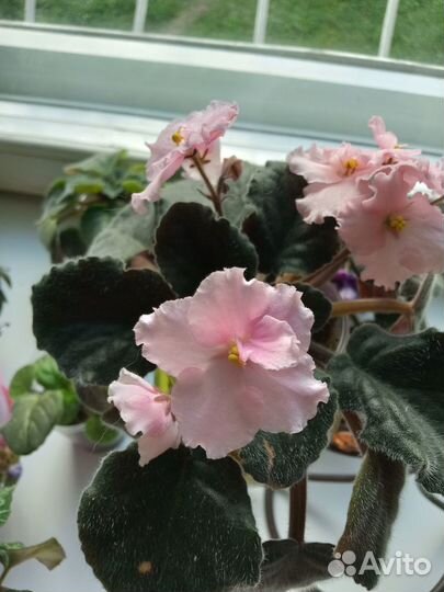 Цветущая фиалка