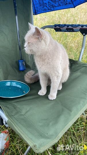 Шотландская кошка