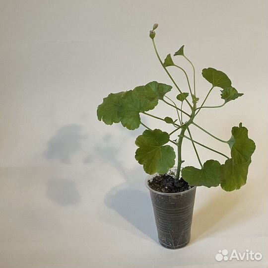 Пеларгония герань