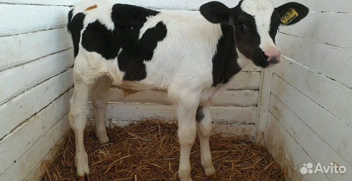 Телята бычки