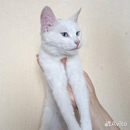 Турецкая ангора