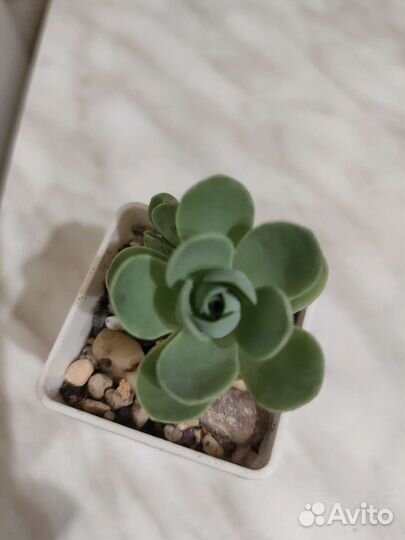 Гриновия, пахифитум, хавортия суккуленты