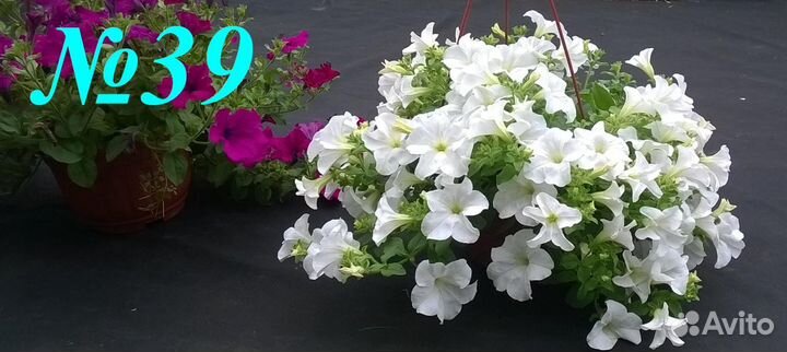 Растения. Петуния