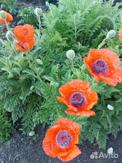 Мак декоративный