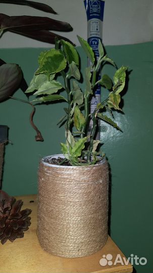 Цветы для дома