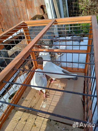 Продаются голуби сороки черные красные жёлтые