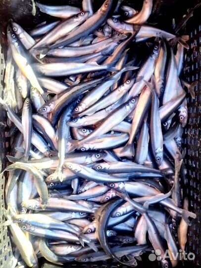 Свежая рыба корюшка