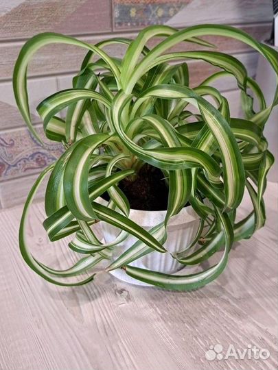 Хлорофитум кудрявый бонни