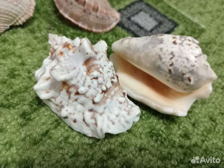 Морские ракушки раковины