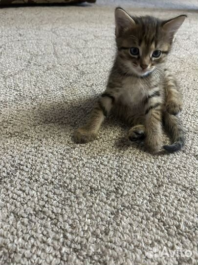 Котята отдам