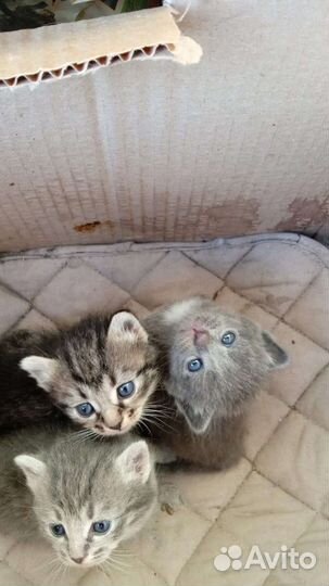 Отдам бесплатно котят