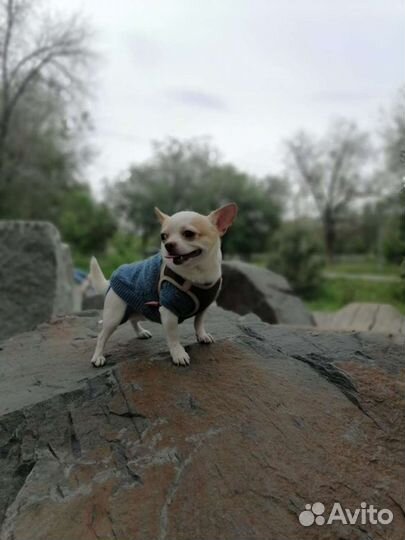 Вязка кобель чихуахуа