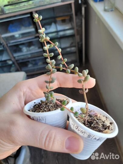 Суккуленты