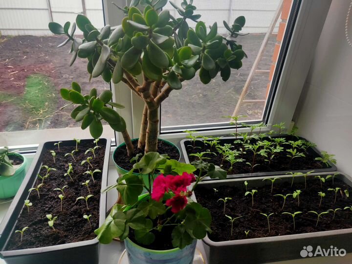 Красула толстянка