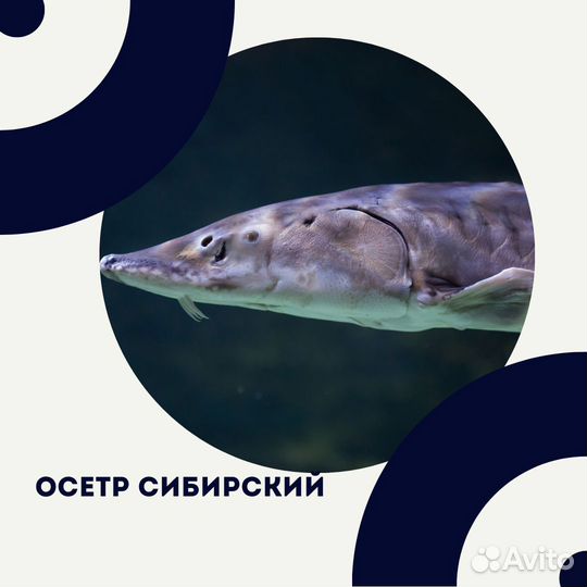 Живая рыба оптом с доставкой