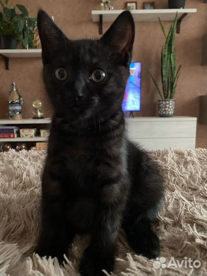 Шотландский кот