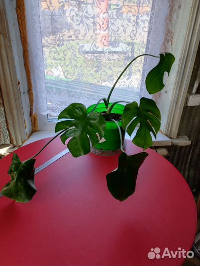 Комнатные цветы