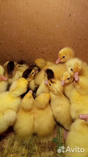 Индоутята. Цыплята