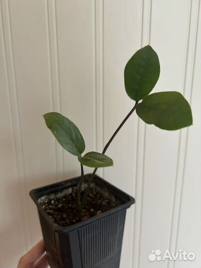 Замиокулькас /долларовое дерево