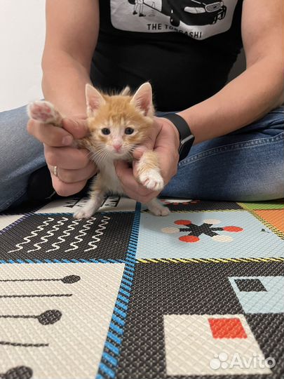 Котенок в добрые руки