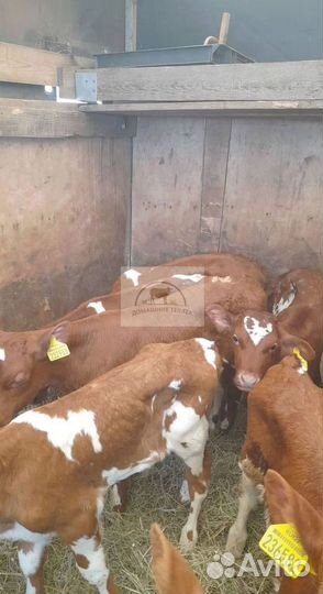 Телята бычки