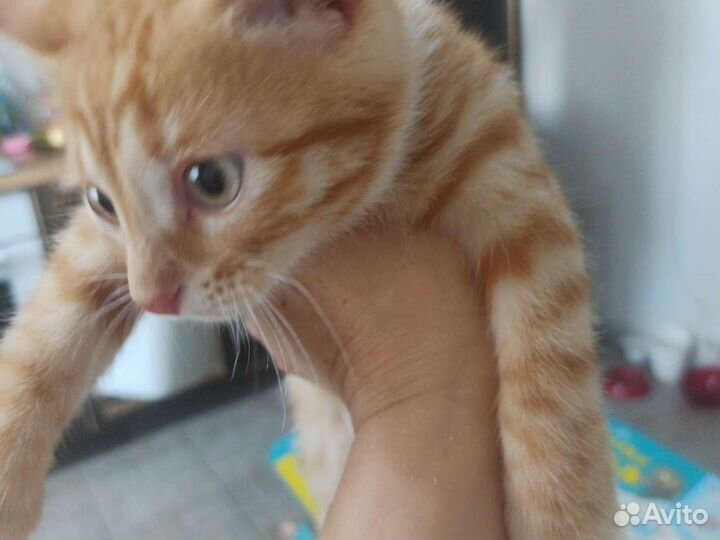 Котенок мальчик 2,5 мес