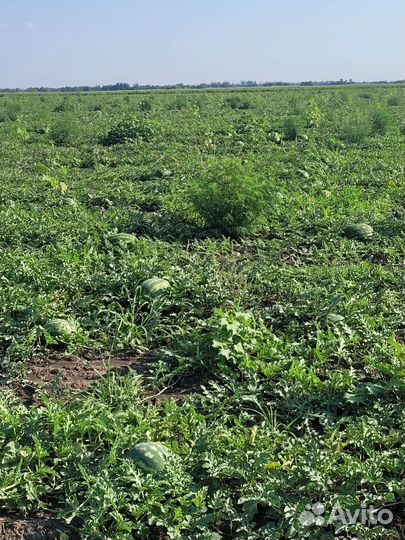 Арбузы с поля