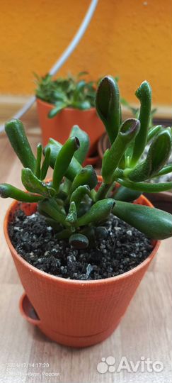 Красула голлум