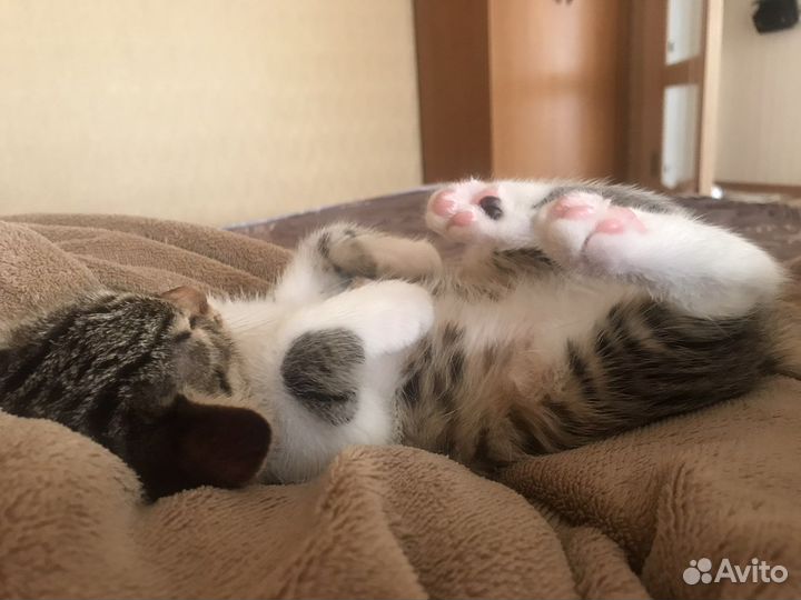 Котенок/кот бесплатно