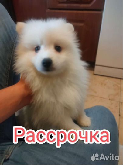 Японский шпиц щенки