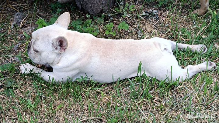 Французский бульдог