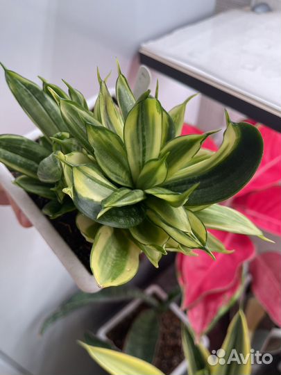 Сортовая сансивиерия