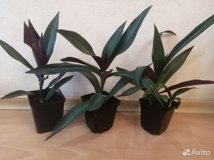 Комнатные цветы