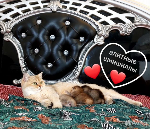 Элитные шотландцы