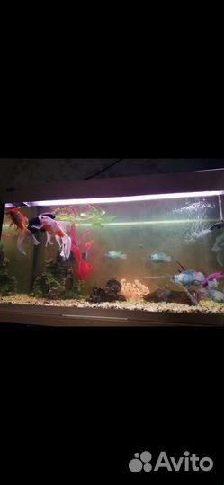 Аквариумы с рыбками
