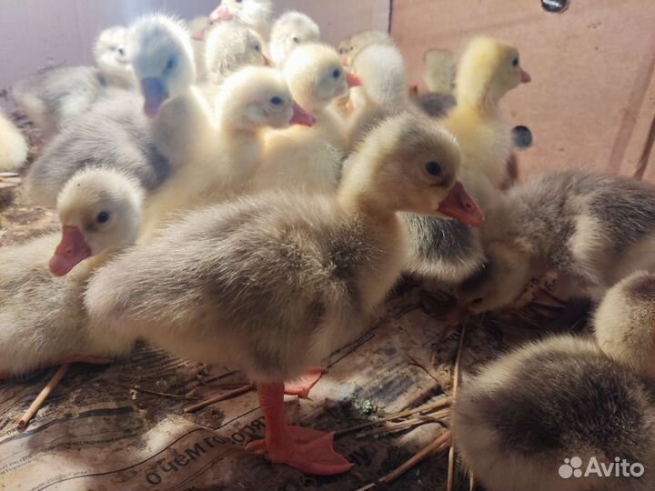 Гусята суточные