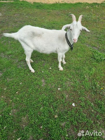 Продается козочка
