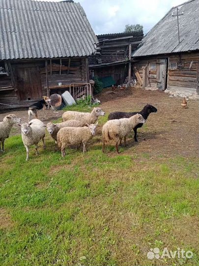 Овцы,бараны,ягнята
