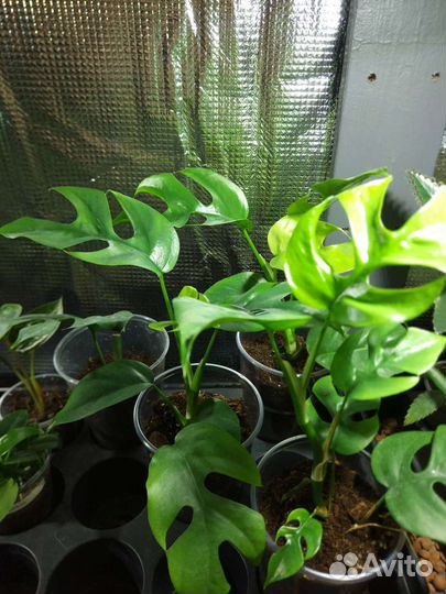 Монстера Минима Рафидофора