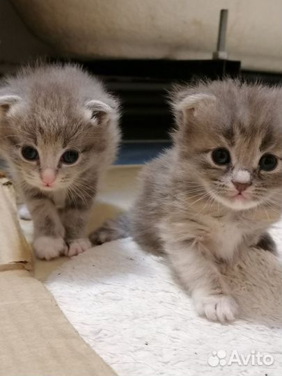 Кошка в дар бесплатно