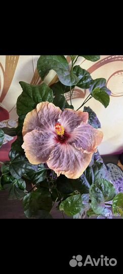 Роза Габриель