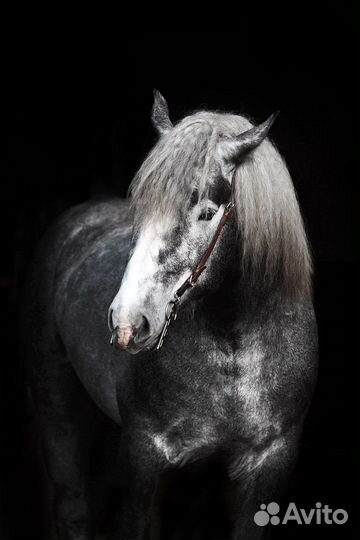 Продается пара першеронов