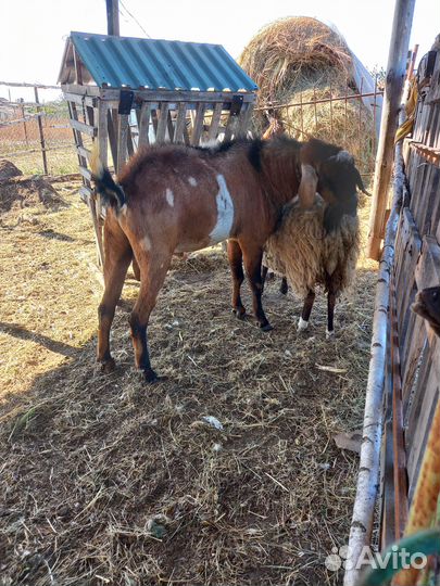 Продам нубийского козла